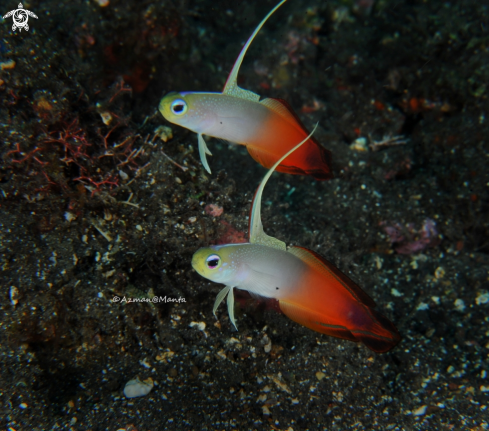 A Fire goby