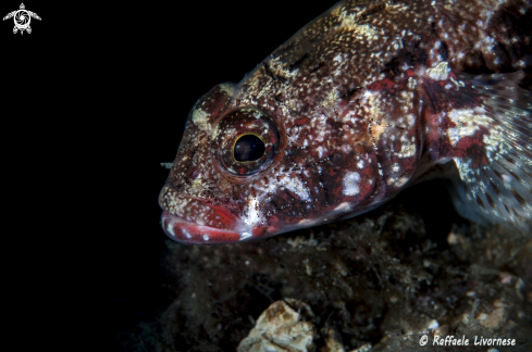 A Goby fish