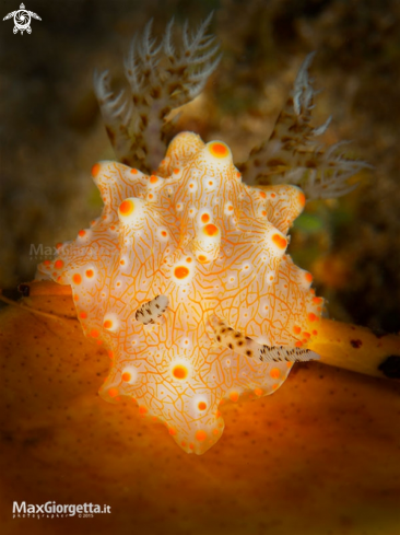 A Halgerda batangas | nudibranch