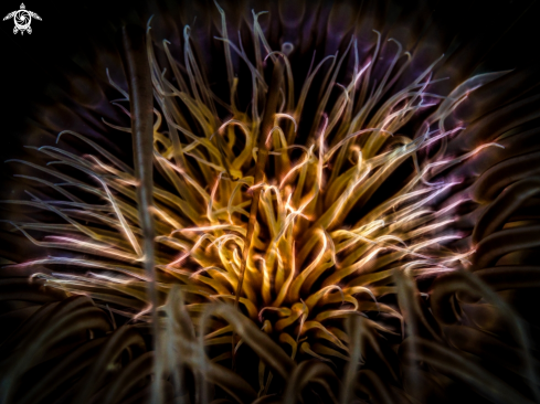 A Tube Anemone