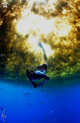 A Sargassum