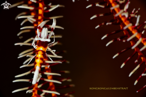 A Crinoid Shrimp