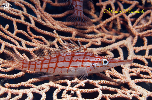 A Hawkfish