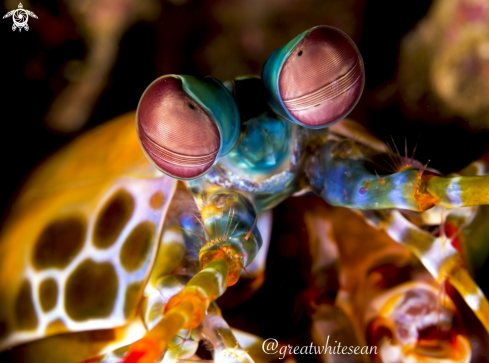 A Odontodactylus scyllarus | Peacock Mantis Shrimp