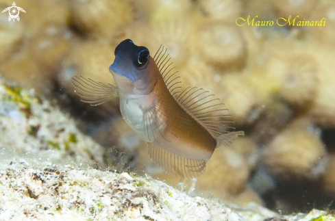 A Ecsenius mydas | Blenny