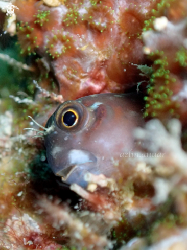 A Blennioidei | Blennioidei