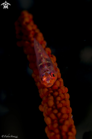 A Whip Coral Goby