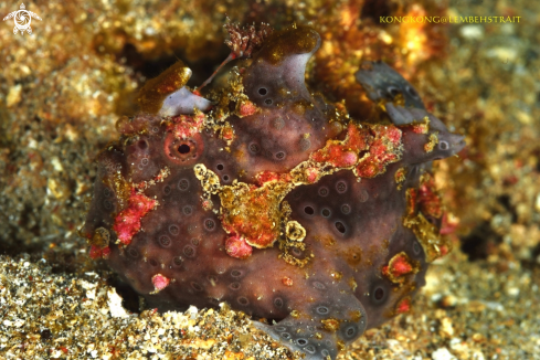 A Frogfish