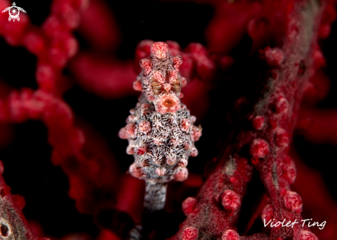 A Pymy Seahorse | Pymy Seahorse