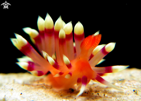 A Flabellina expotata 