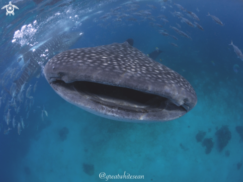 A Whale Shark