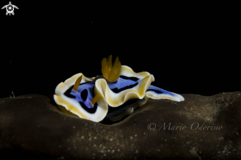 A Chromodoris annae | 