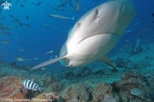 A Bull Shark