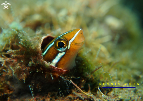 A Blenny 