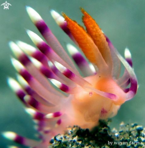 A Flabellina expotata 