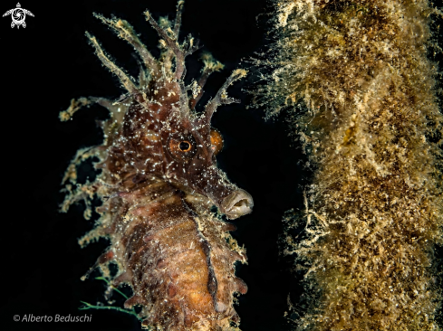 A Sea Horse