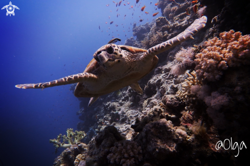 A Hawksbill Turtle