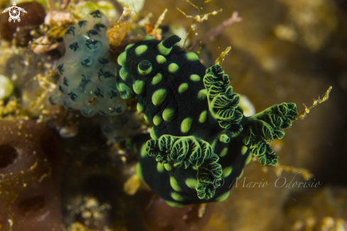 A Nembrotha cristata | 