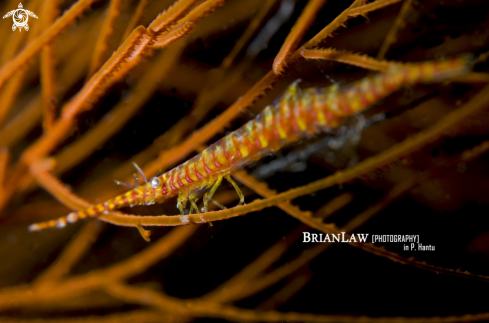 A Sawblade Shrimp