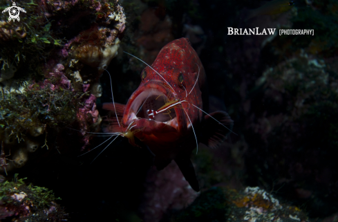 A Coral Trout with Commensal Shrimp