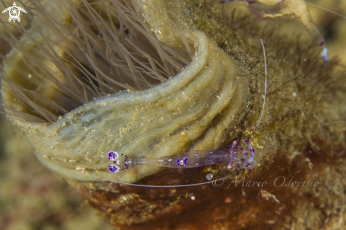 A Anemone shrimp