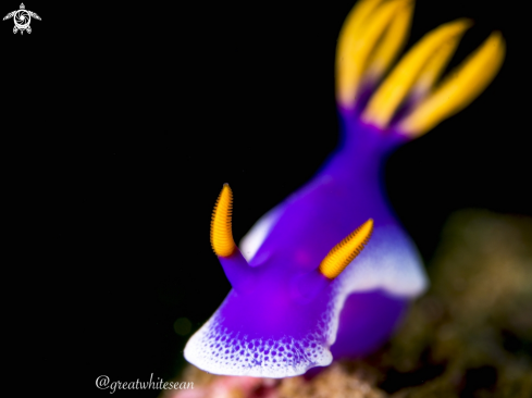 A Hypselodoris apolegma | Purple Nudibranch