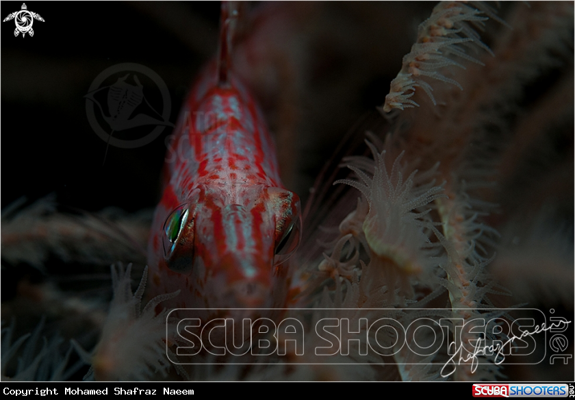 A Long-Nosed Hawkfish