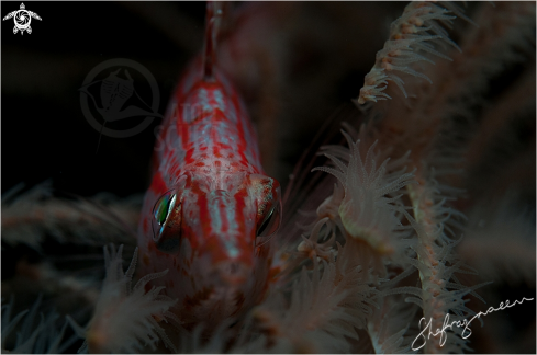 A Long-Nosed Hawkfish