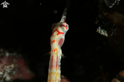 A Pipefish