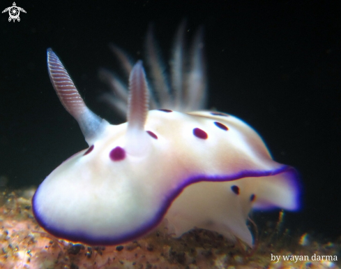 A nudibranch 