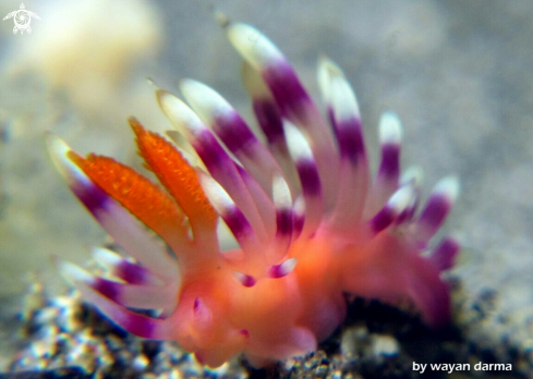 A Flabellina expotata 