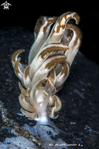 A Nudibranch