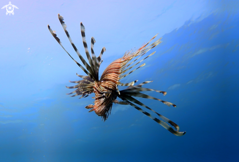 A Lion Fish