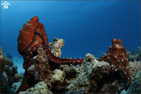 A Octopus vulgaris | Common Octopus