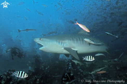 A Tiger Shark