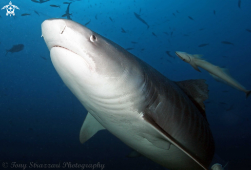 A Tiger Shark