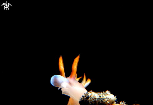 A hypselodoris