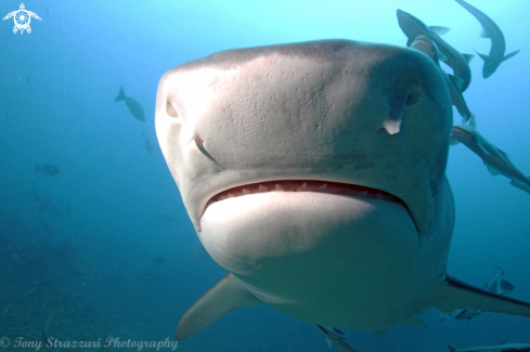 A Tiger Shark