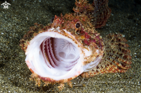 A Scorpionfish