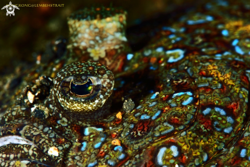 A  Flounder