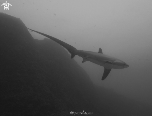 A Thresher Shark