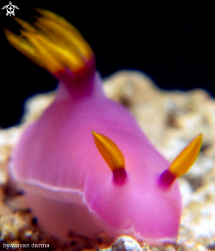 A Hypselodoris 