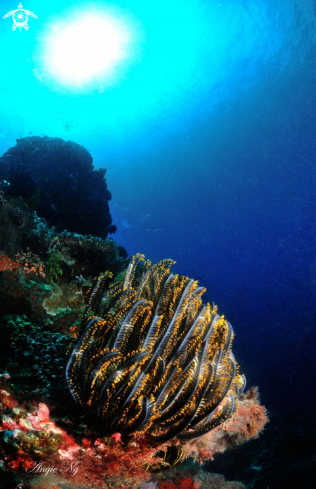 A feather star