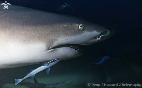 A Lemon Shark