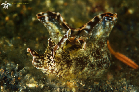 A Flatworm