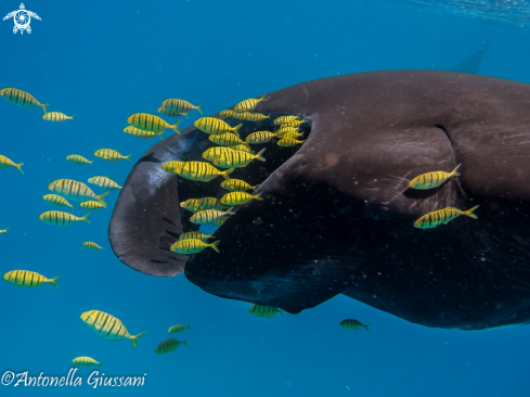 A Manta Ray