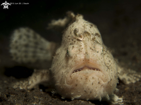 A Striped frogfish