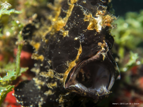 A Giant frogfish