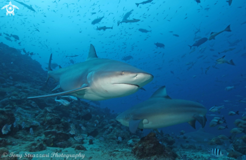 A Bull shark