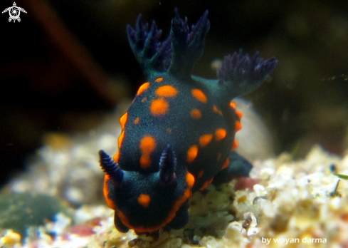 A Nembrotha yonowae 